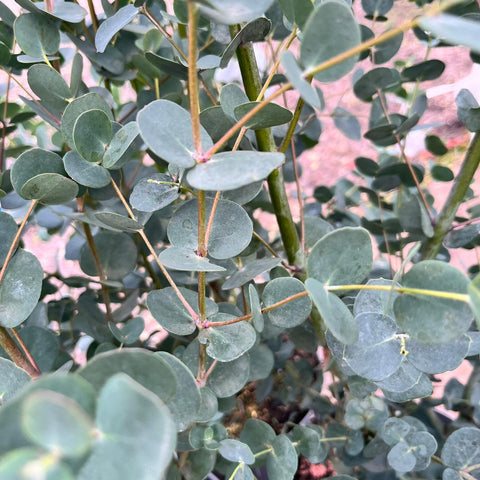 Eucalyptus Gunnii