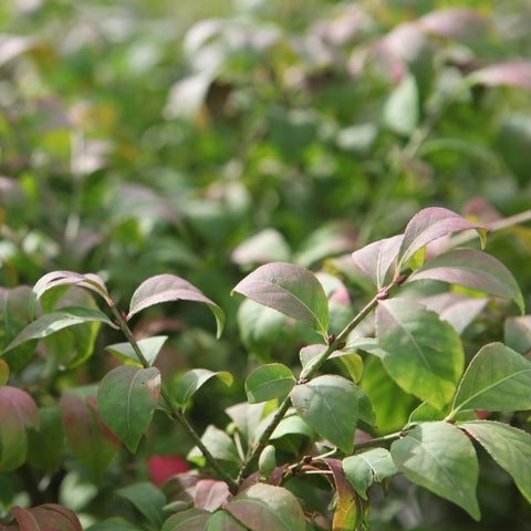 Fusain Ailé Nain - Euonymus Alatus Compactus