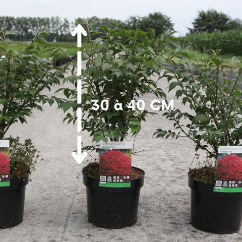 Fusain Ailé Nain - Euonymus Alatus Compactus