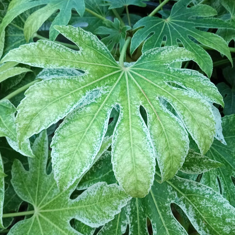 Fatsia 'spider web'