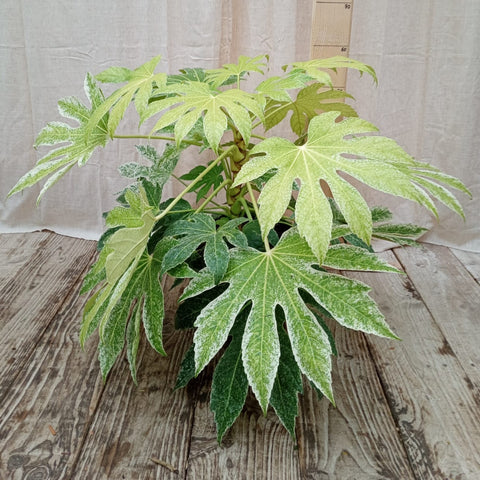 Fatsia 'spider web'