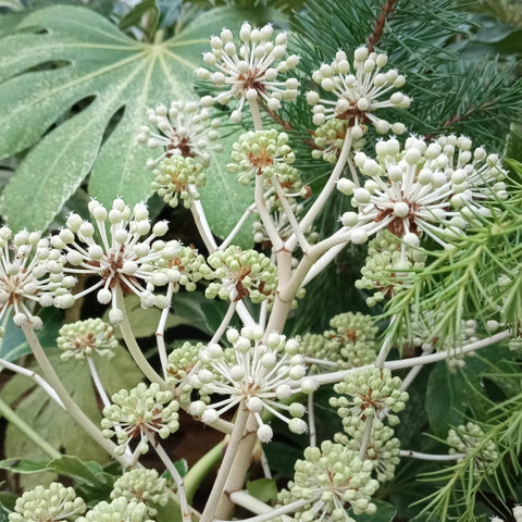 Fatsia 'spider web'