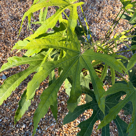 Fatsia polycarpa 'green fingers'