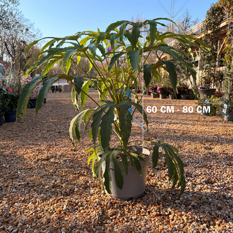 Fatsia polycarpa 'green fingers'