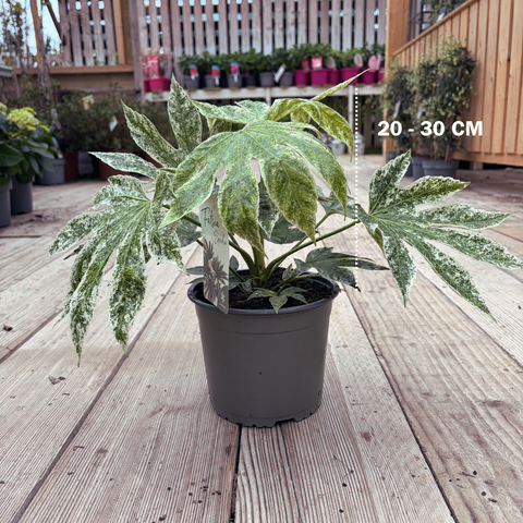 Fatsia 'spider web'