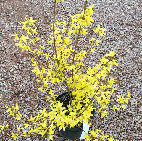 Forsythia