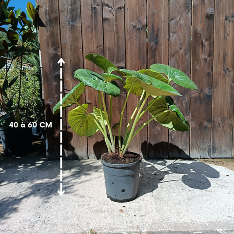 Farfugium japonicum / Plante panthère