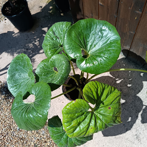 Farfugium japonicum / Plante panthère