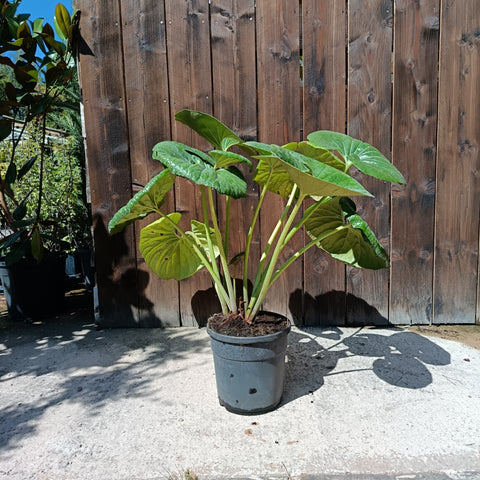 Farfugium japonicum / Plante panthère