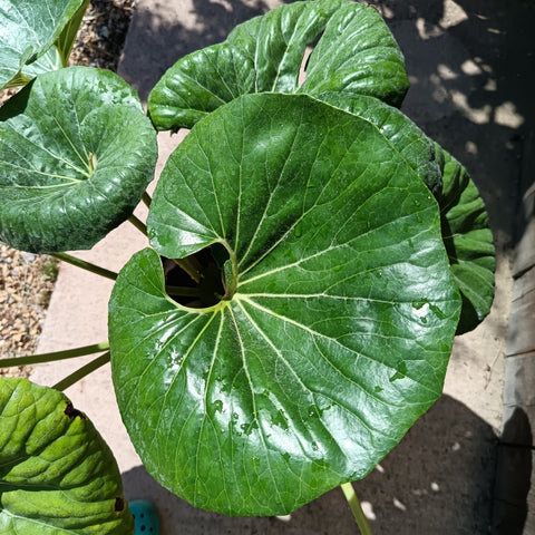 Farfugium japonicum / Plante panthère