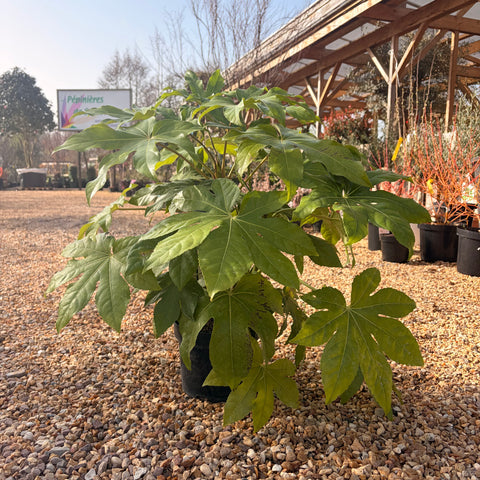Fatsia 'Japonica'