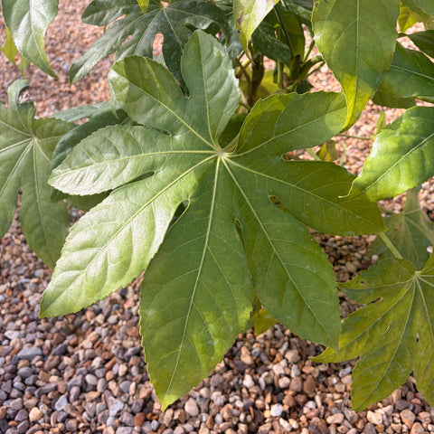 Fatsia 'Japonica'