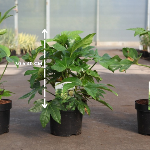 Fatsia 'Japonica'