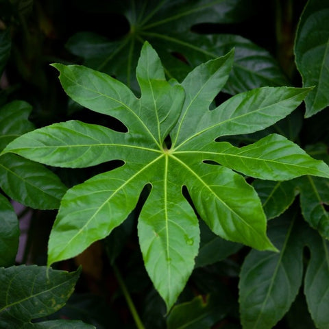Fatsia 'Japonica'