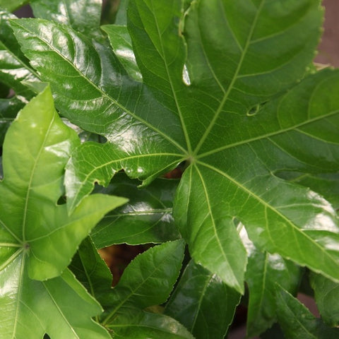 Fatsia 'Japonica'