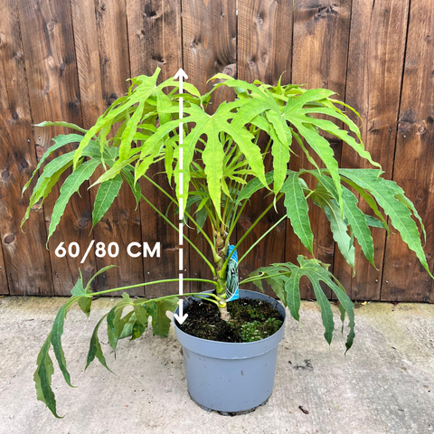 Fatsia 'Green Fingers'