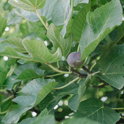 Figuier 'Brown Turkey'