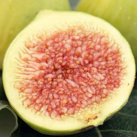 Figuier 'Castex'