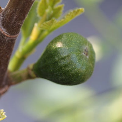 Figuier 'Sultane'