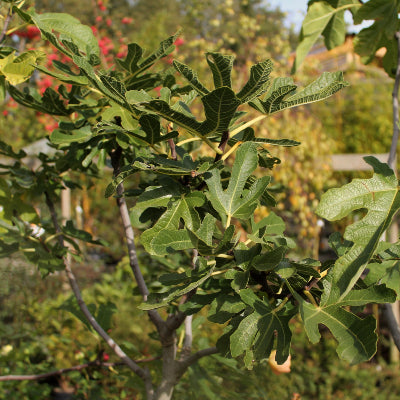 Figuier 'Castex'