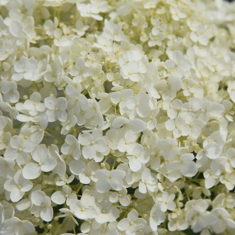 Hortensia 'Strong Annabelle'