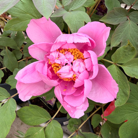 Pivoine arbustive - 3L