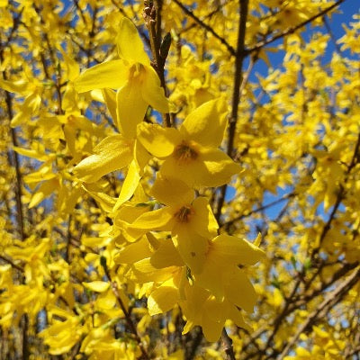 Forsythia