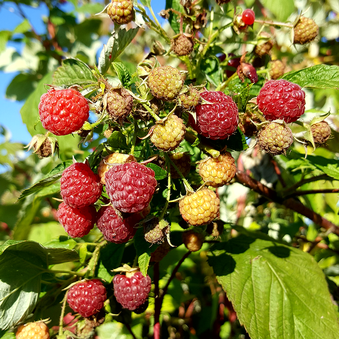 Framboises