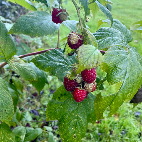 Framboisier 'Heritage'