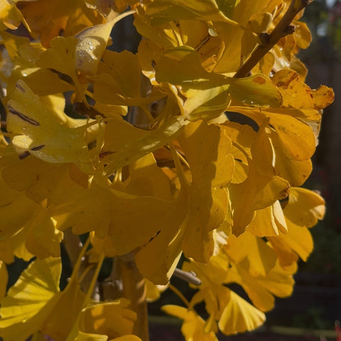 Ginkgo Biloba 'MARIKEN'