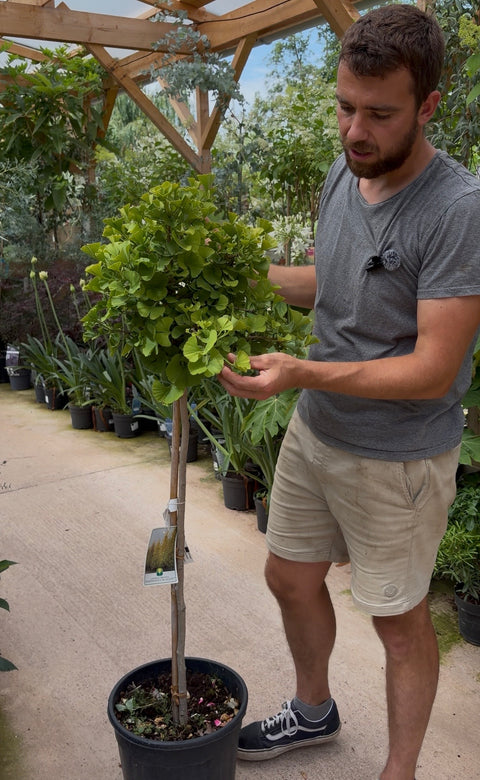 Ginkgo Biloba 'MARIKEN'