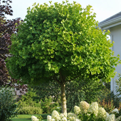 Ginkgo Biloba 'MARIKEN'