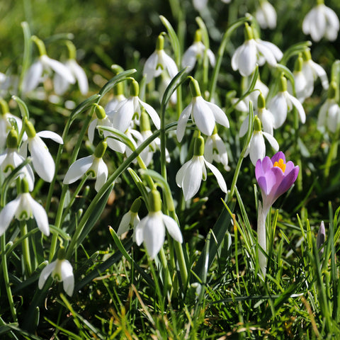 Perce-neige géant - 7 bulbes