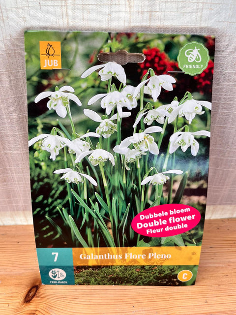 Perce-neige Flore Pleno - 7 bulbes