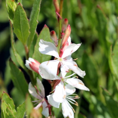 Gaura lindheimeri 'sparkle white'