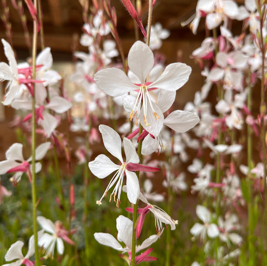 Gaura