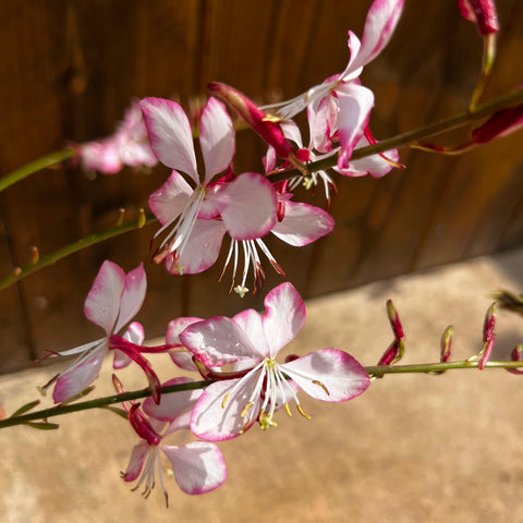 Gaura lindheimeri 'rosy jane'