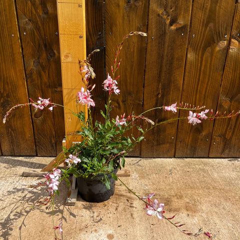 Gaura lindheimeri 'rosy jane'