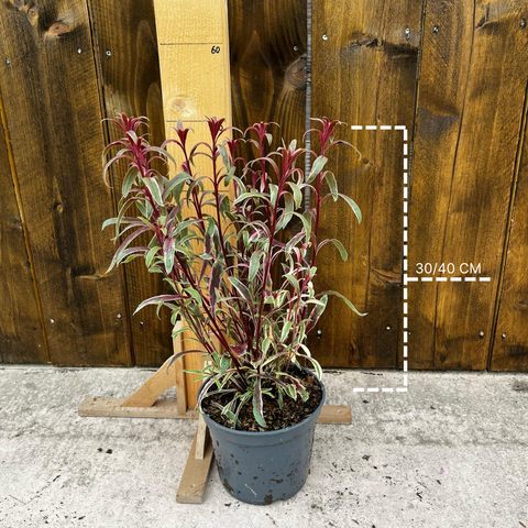 Gaura lindheimeri 'gambit variegata rose'