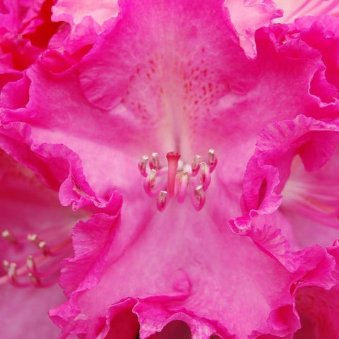 Rhododendron 'Germania'