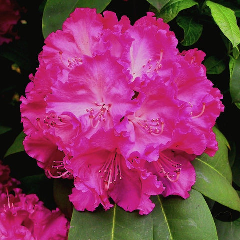 Rhododendron 'Germania'