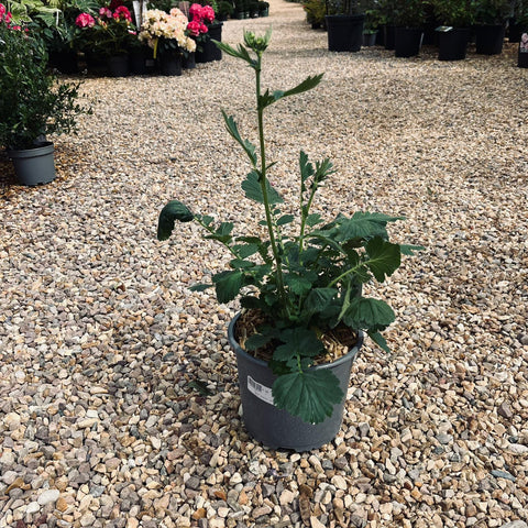 Geum 'Feuerball' - Benoîte