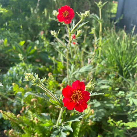 Geum 'Feuerball' - Benoîte
