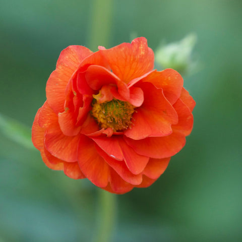 Geum 'Feuerball' - Benoîte