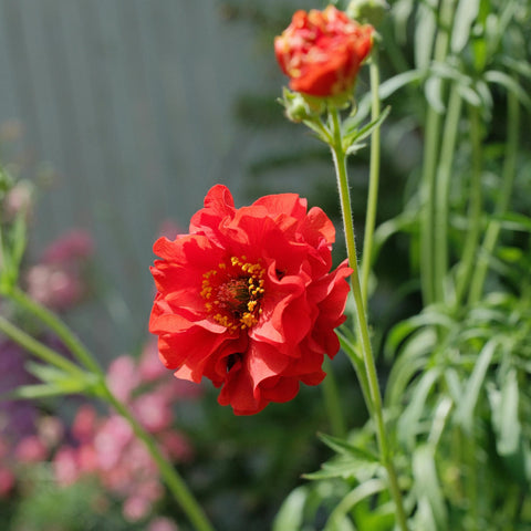 Geum 'Feuerball' - Benoîte