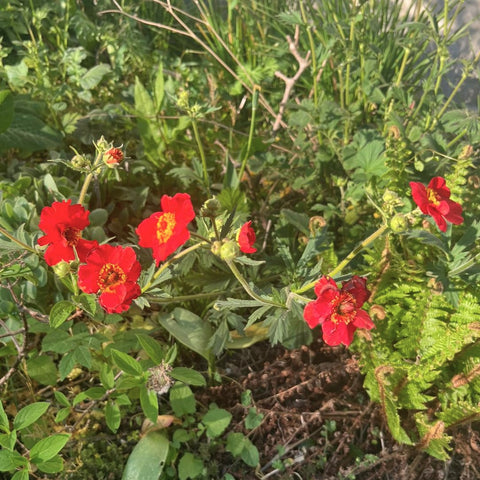 Geum 'Feuerball' - Benoîte