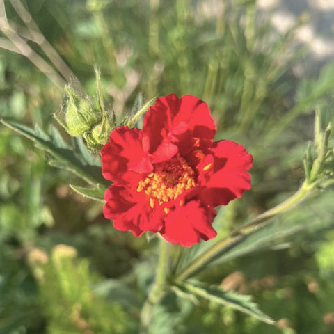 Geum 'Feuerball' - Benoîte