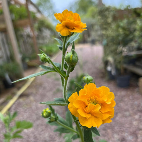 Geum 'Goldball' - Benoîte