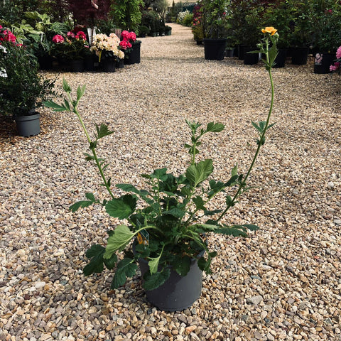 Geum 'Goldball' - Benoîte