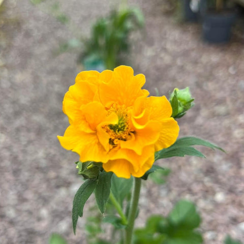 Geum 'Goldball' - Benoîte